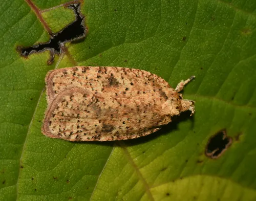 Thelma's Agonopterix Moth - photo 3