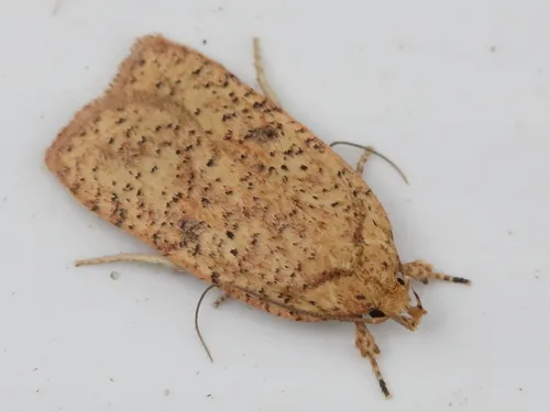 Thelma's Agonopterix Moth - photo 4