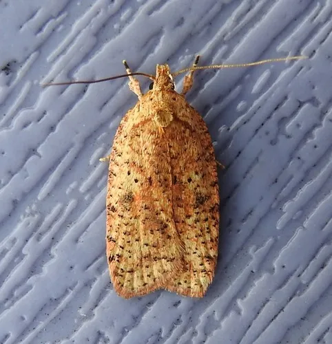 Thelma's Agonopterix Moth - photo 5