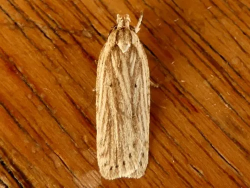 Agonopterix umbellana