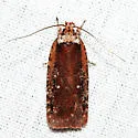 Walsingham's Agonopterix Moth - Hodges#0869