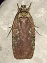 Walsingham's Agonopterix Moth - Hodges#0869 - photo 2