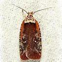 Walsingham's Agonopterix Moth - Hodges#0869 - photo 3