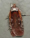 Walsingham's Agonopterix Moth - Hodges#0869 - photo 4