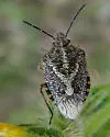 African Cluster Bug