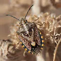 African Cluster Bug - photo 2