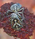 African Cluster Bug - photo 3