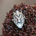 African Cluster Bug - photo 4