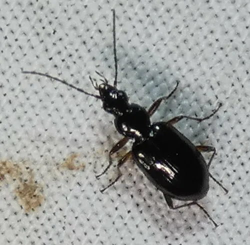 Agonum aeruginosum - photo 2