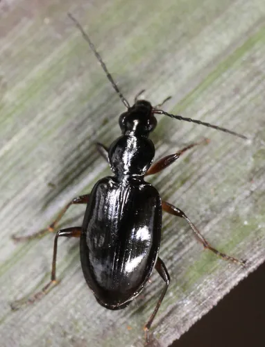 Agonum aeruginosum - photo 3
