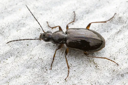 Agonum aeruginosum - photo 5