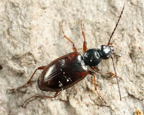 Agonum aeruginosum - photo 6