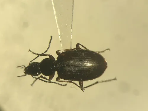 Agonum aeruginosum - photo 7