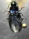 Agonum affine