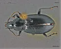 Agonum affine - photo 2