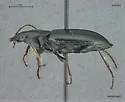 Agonum affine - photo 3