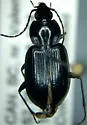 Agonum affine - photo 4