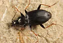 Agonum albicrus