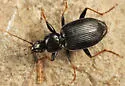 Agonum albicrus - photo 2