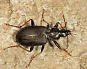 Agonum albicrus - photo 3