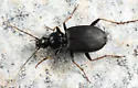 Agonum albicrus - photo 4