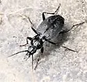 Agonum albicrus - photo 5