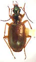Agonum anchomenoides - photo 2