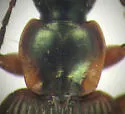 Agonum anchomenoides - photo 3