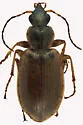 Agonum anchomenoides - photo 4