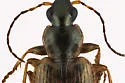 Agonum anchomenoides - photo 5