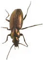 Beller's Ground Beetle - Agonum belleri