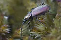 Beller's Ground Beetle - photo 2