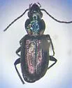Beller's Ground Beetle - photo 4