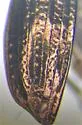 Beller's Ground Beetle - photo 5