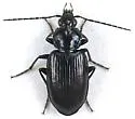 Agonum brevicolle