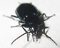 Agonum brevicolle - photo 2