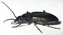 Agonum brevicolle - photo 3