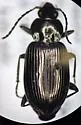 Agonum brevicolle - photo 4