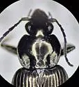 Agonum brevicolle - photo 5
