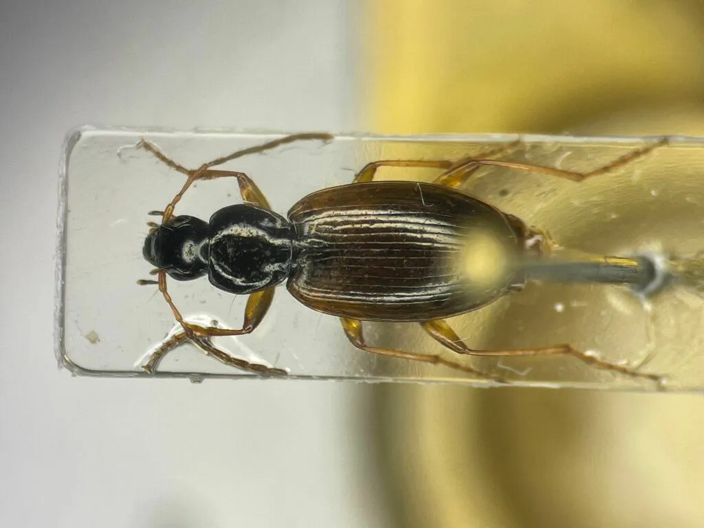 Agonum canadense - photo 2
