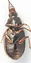 Agonum collare - photo 2