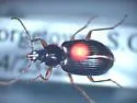 Agonum collare - photo 3