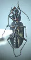 Agonum consimile - photo 2