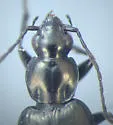 Agonum consimile - photo 3