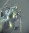 Agonum consimile - photo 4