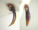Agonum consimile - photo 5