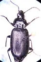 Agonum corvus - Agonum corvus