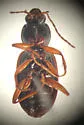 Agonum crenistriatum - photo 2