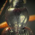 Agonum crenistriatum - photo 3