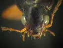 Agonum crenistriatum - photo 4